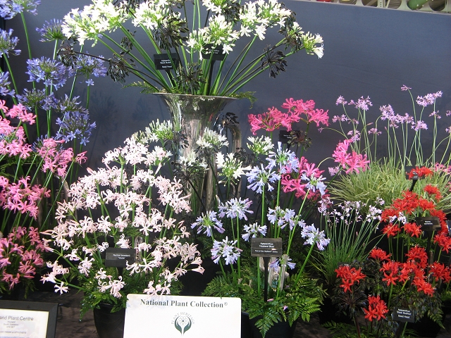 Harrogate Flowershow 2016